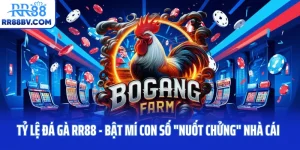 Tỷ Lệ Đá Gà RR88 - Bật Mí Con Số "Nuốt Chửng" Nhà Cái
